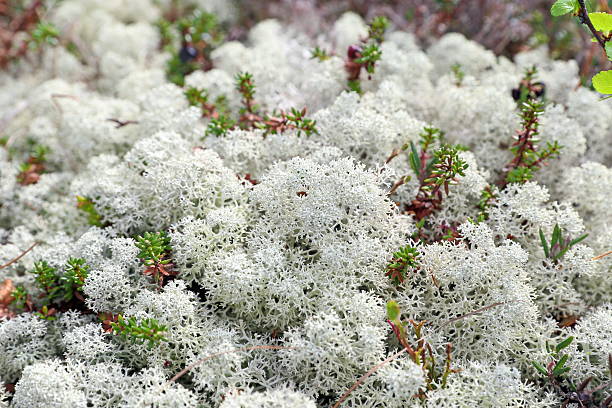 87,700+ White Moss Stock Photos, Pictures & Royalty-Free Images - iStock |  Rydal water white moss