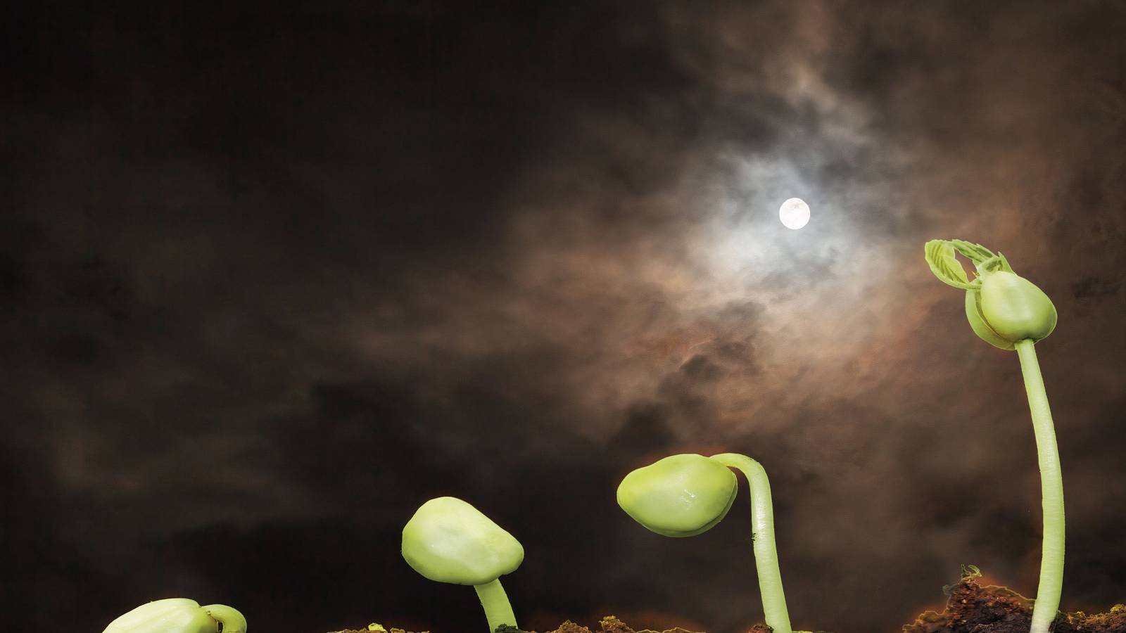 Moon Gardening Explained: Fact or Folklore?
