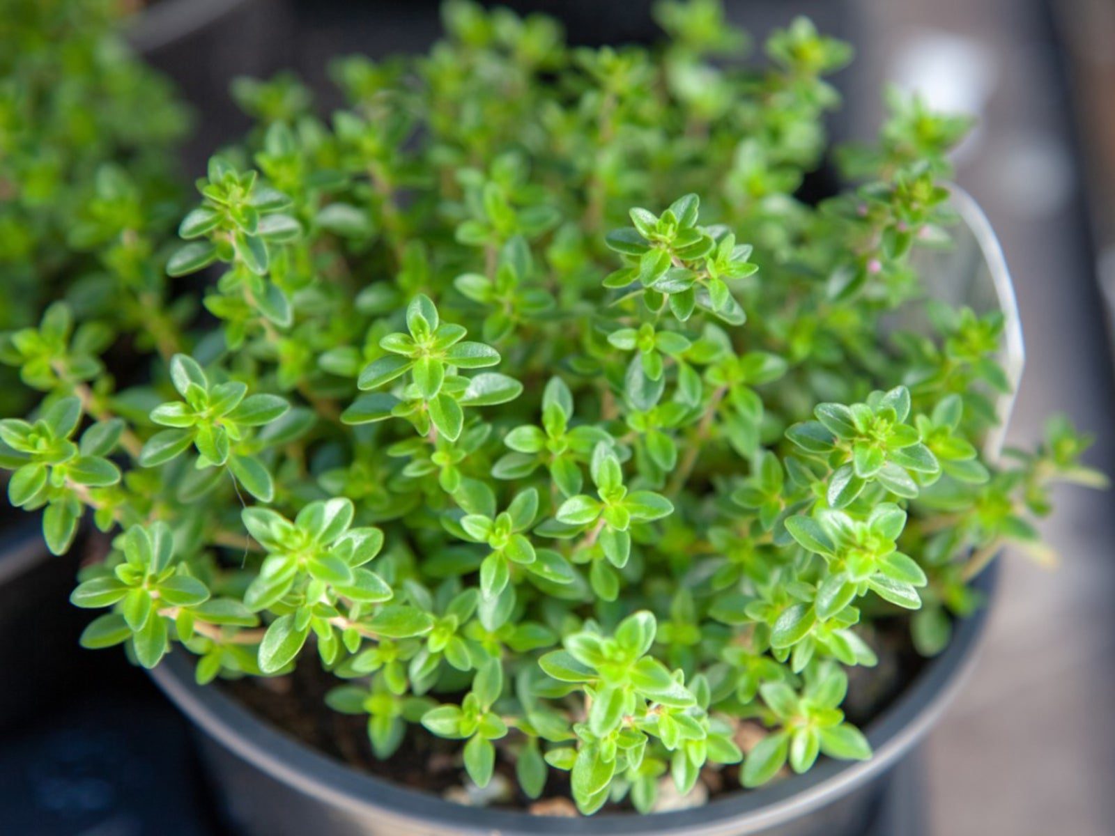 Information On Thyme Growing Indoors | Gardening Know How