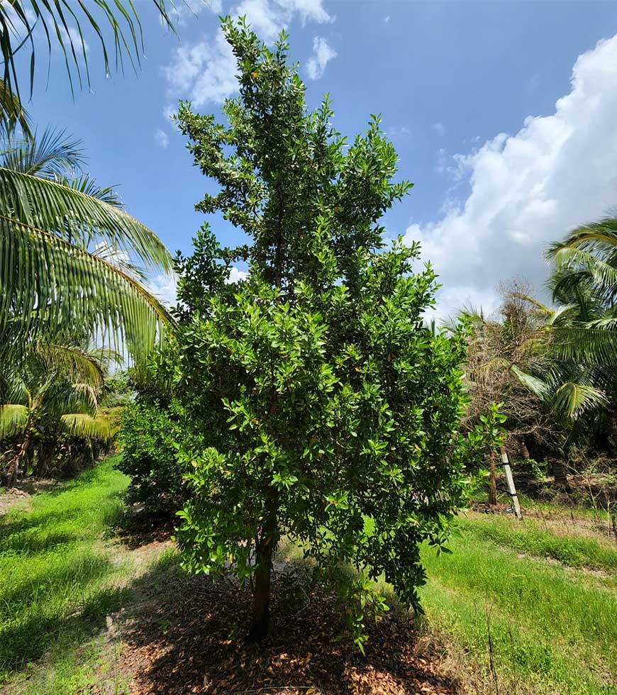Green Buttonwood