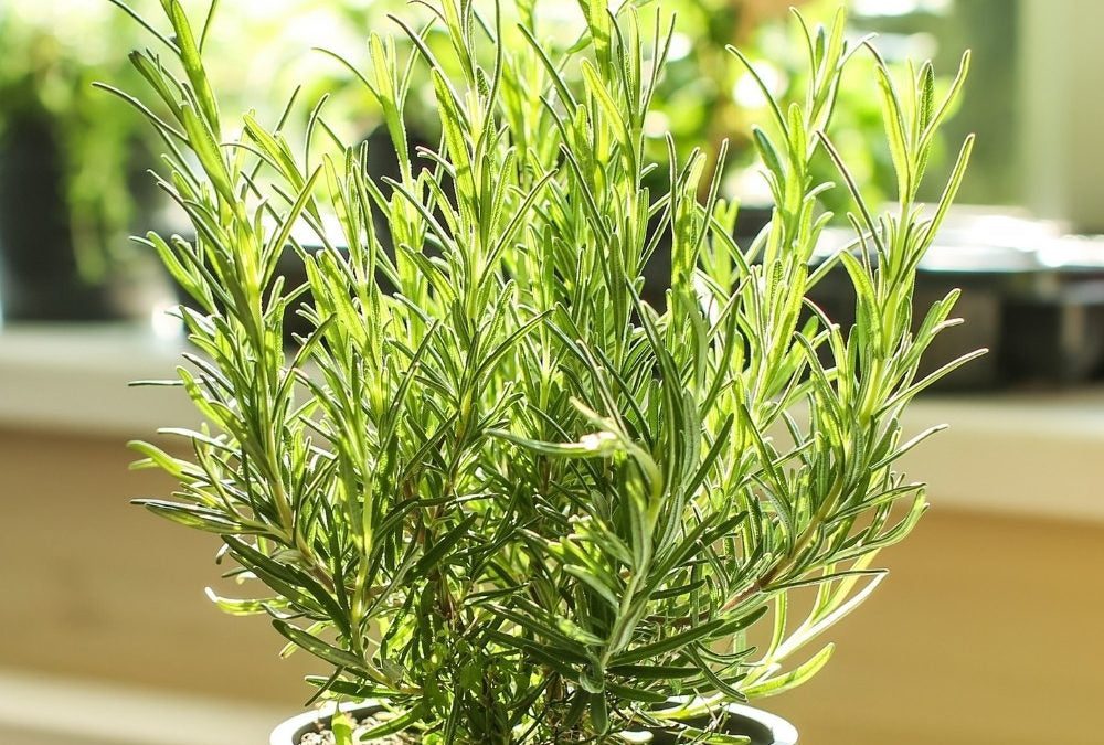 How to Grow Rosemary Indoors – Urban Leaf
