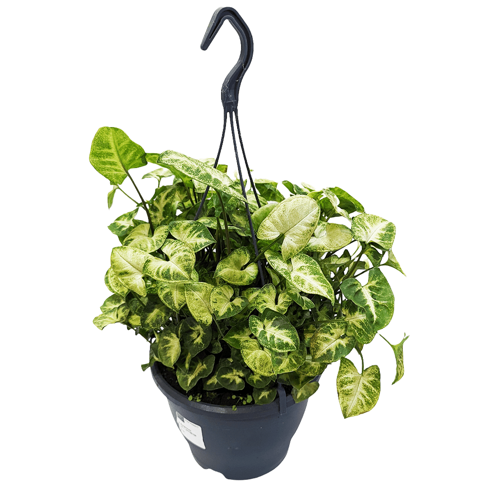 Arrowhead Vine | Pixie