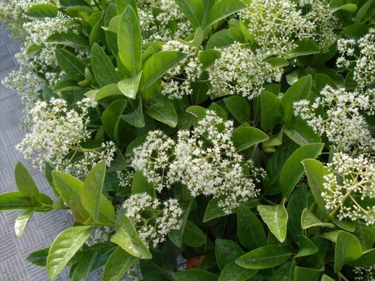 Viburnum Odoratissimum for Sale | Sweet Viburnum | Buy Online Aus