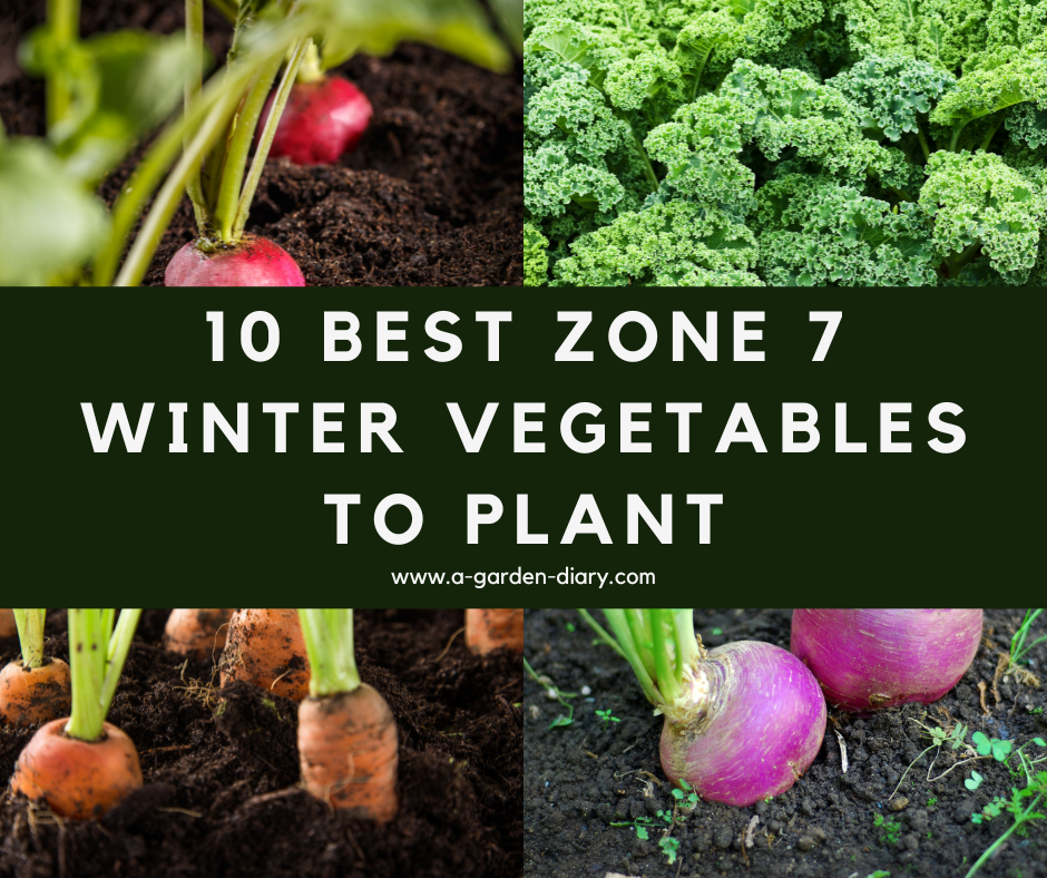 Best Zone 7 Winter Vegetables to Plant