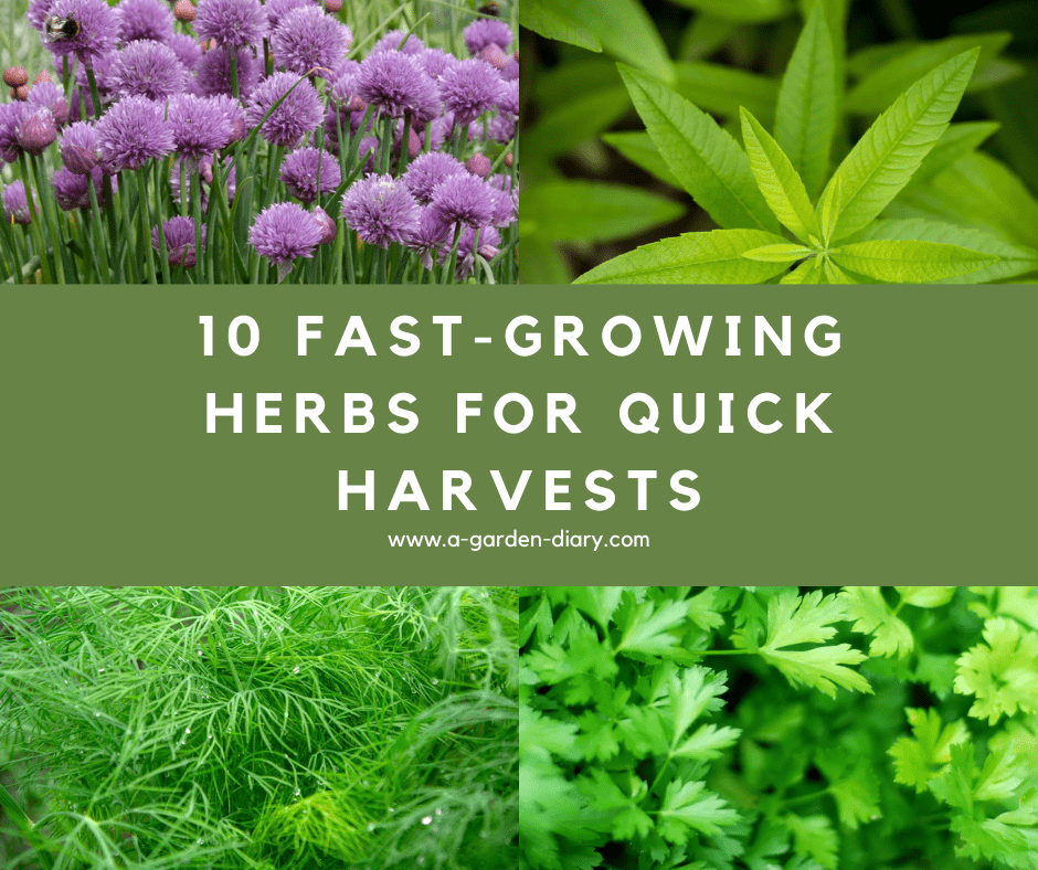 Fast-Growing Herbs for Quick Harvests