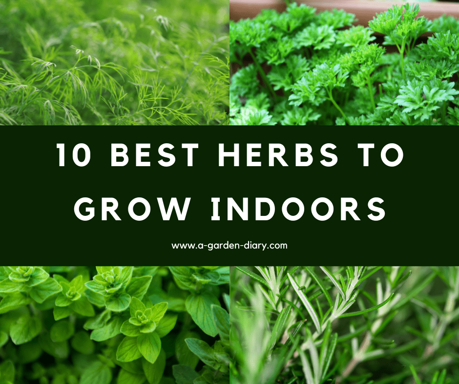 Best Herbs to Grow Indoors