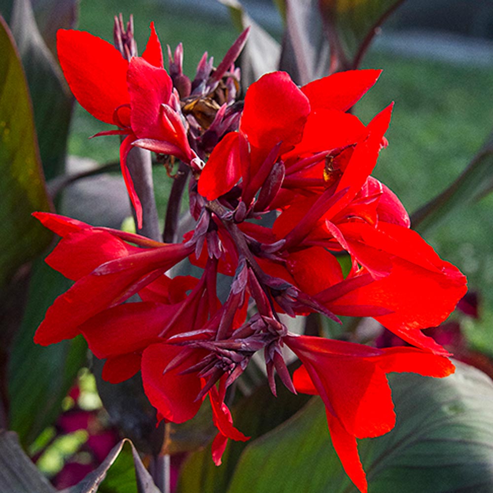 Canna Toucan® Scarlet | White Flower Farm