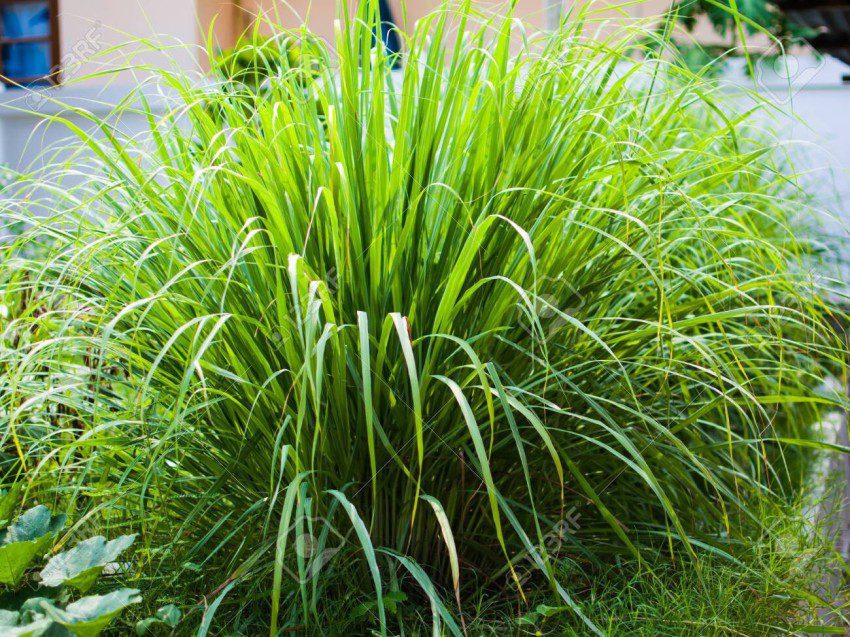 XOLDA Organic LemonGrass Plant Seed Price in India - Buy XOLDA Organic  LemonGrass Plant Seed online at Flipkart.com