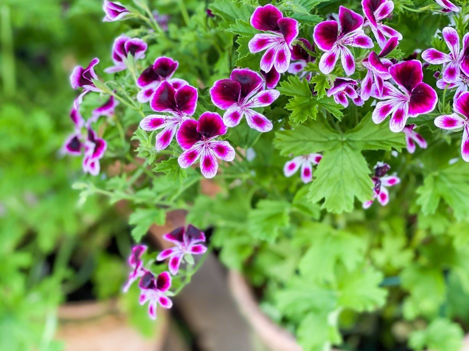 Learn About Different Types Of Scented Geraniums | Gardening Know How