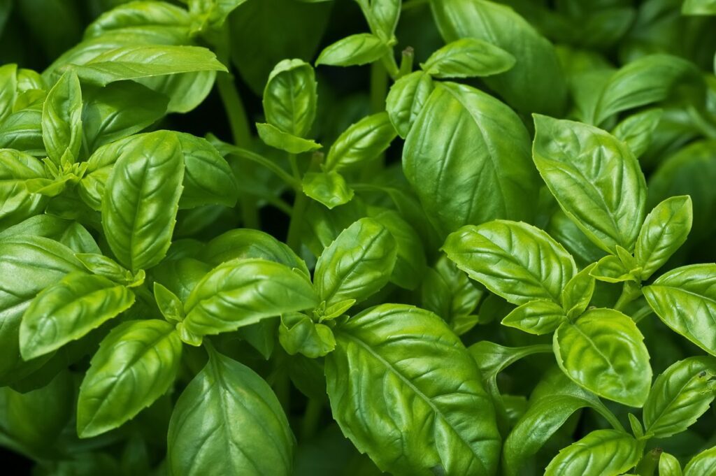 The Health Benefits of Basil | AANMC