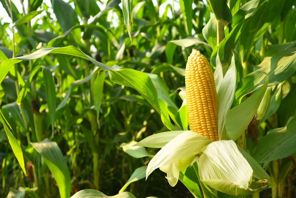 Plants for Companion Planting Corn