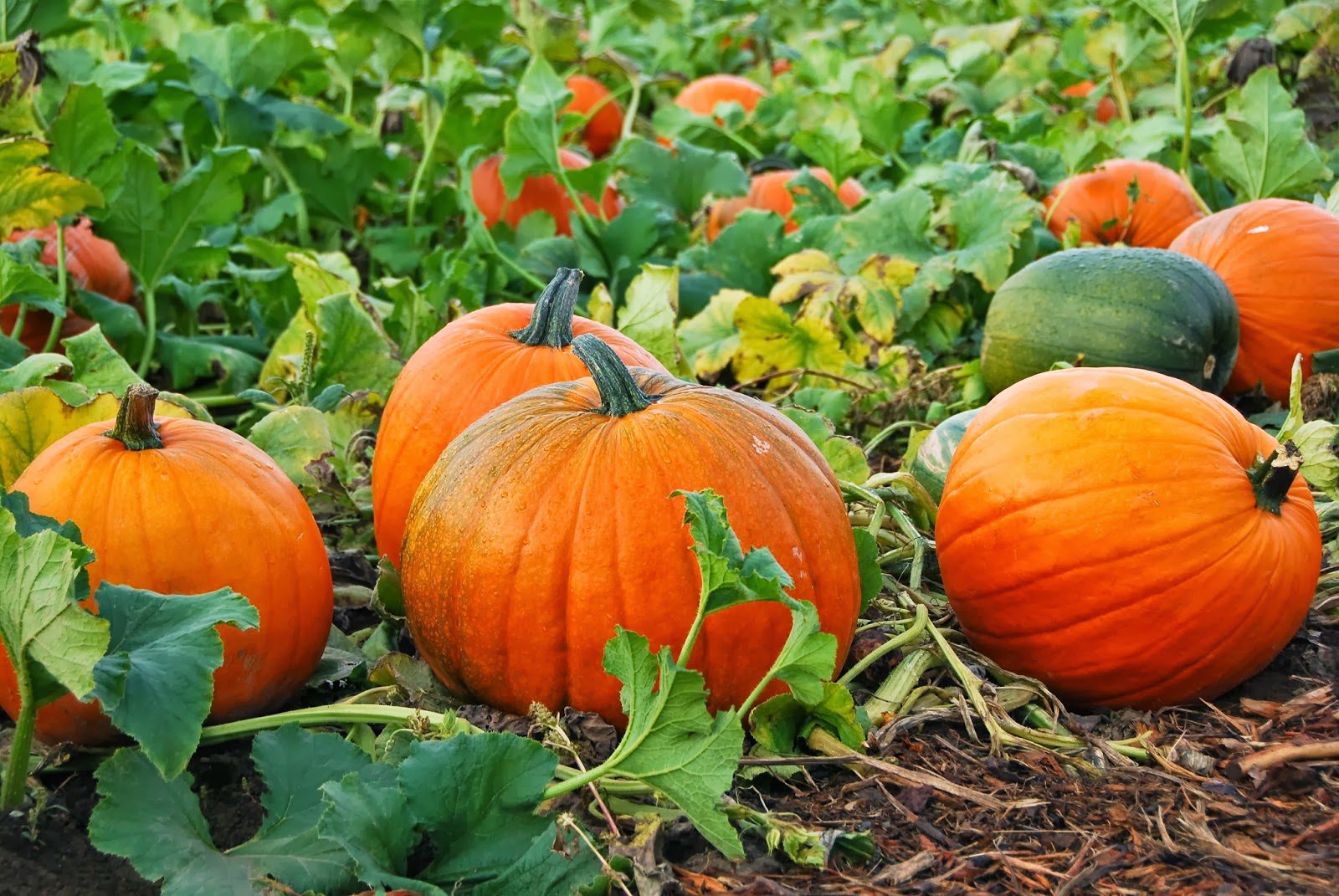 Tips for Growing Perfect Pumpkins | Blooms Landcare