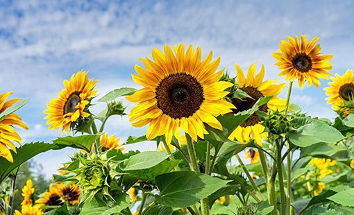 Sunflower Field