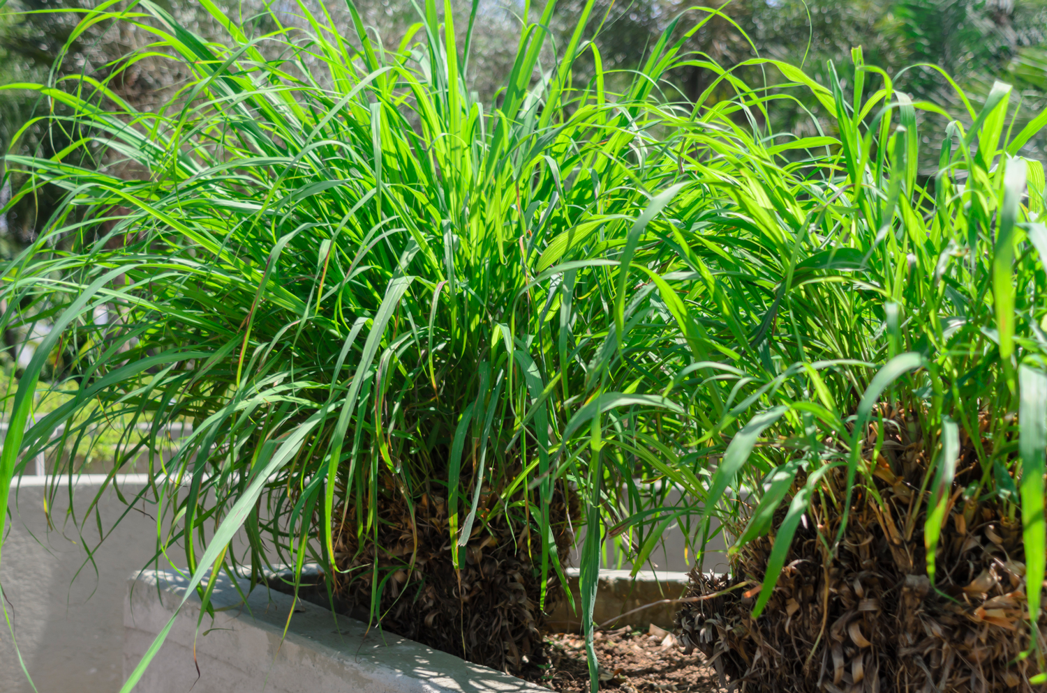 Citronella Plants for Mosquitoes: Do They Work as a Repellent?