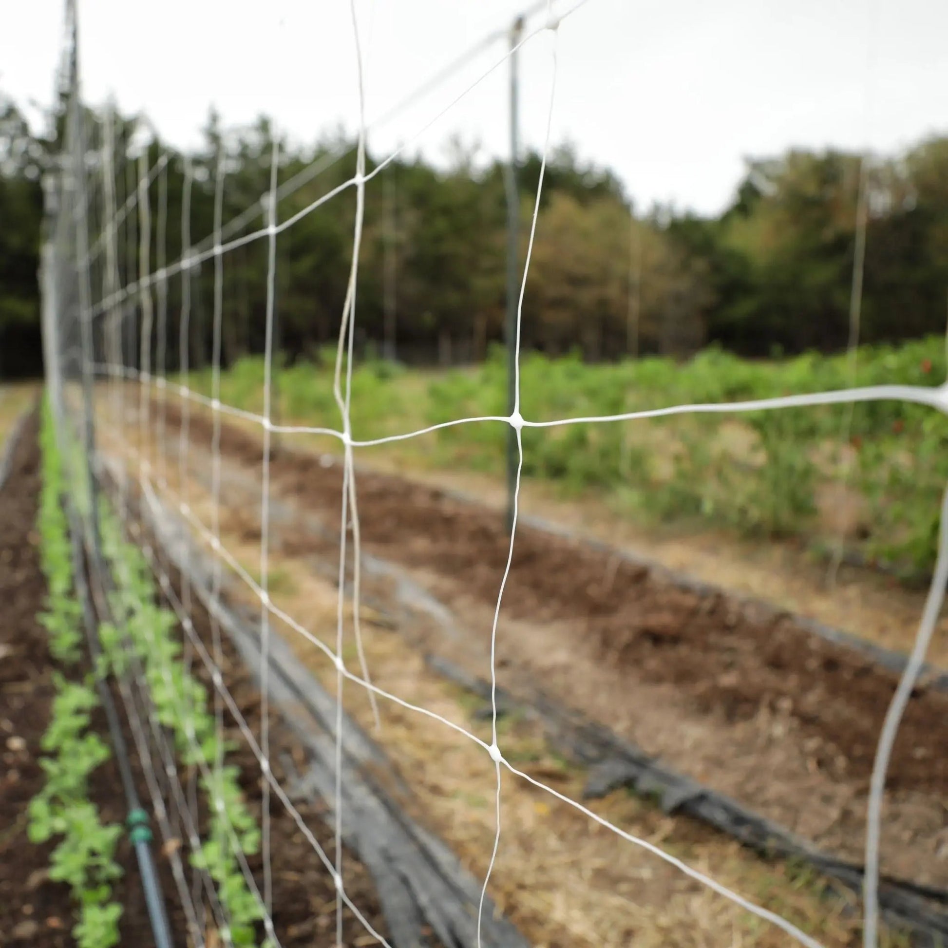 Garden Trellis Netting | 6" Mesh – Tampa soil911.com