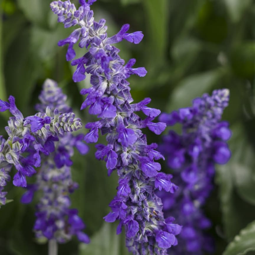 Proven Winners® Salvia® | Ed Sobkowich Greenhouses LTD