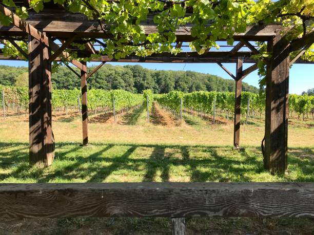 570+ Grape Arbor Stock Photos, Pictures & Royalty-Free Images - iStock