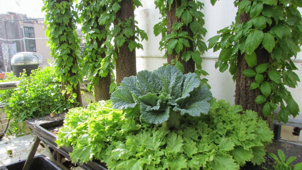 soil free nutrient delivery system
