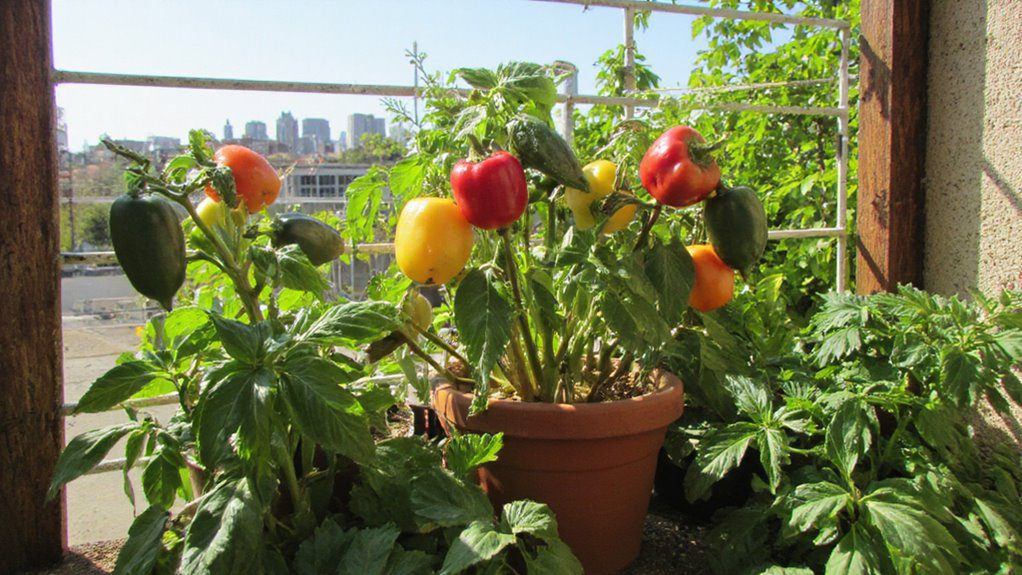 sunny balcony pepper gardening