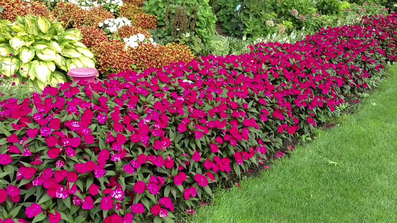 SUNPATIENS® MAGENTA