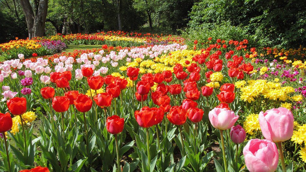 layered tulips and foliage