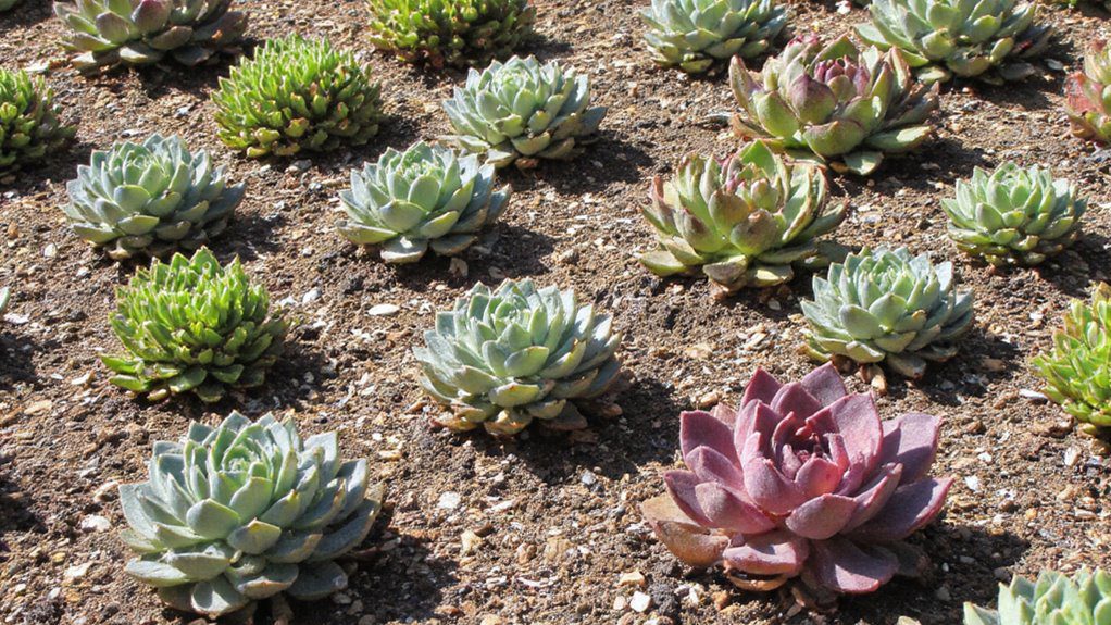 rotate plants for symmetry