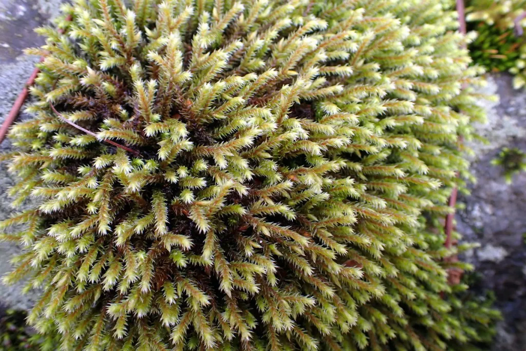 Moss Turning White