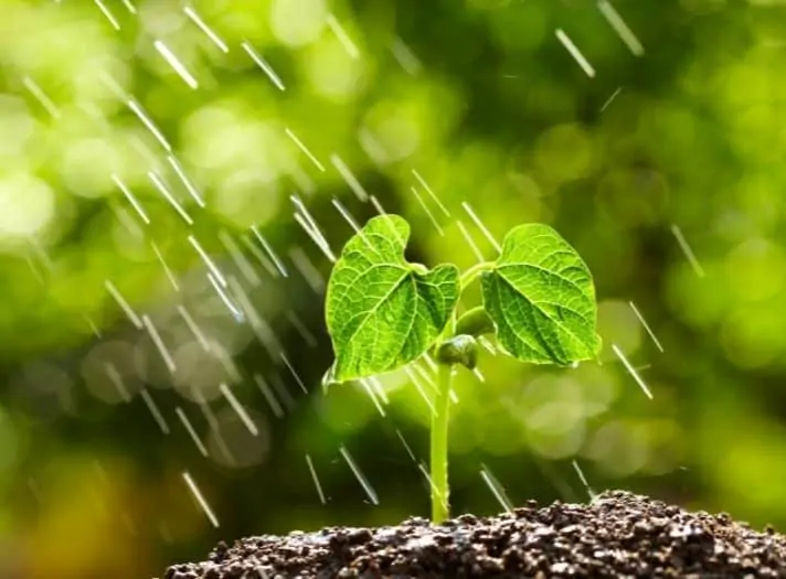 Seedlings