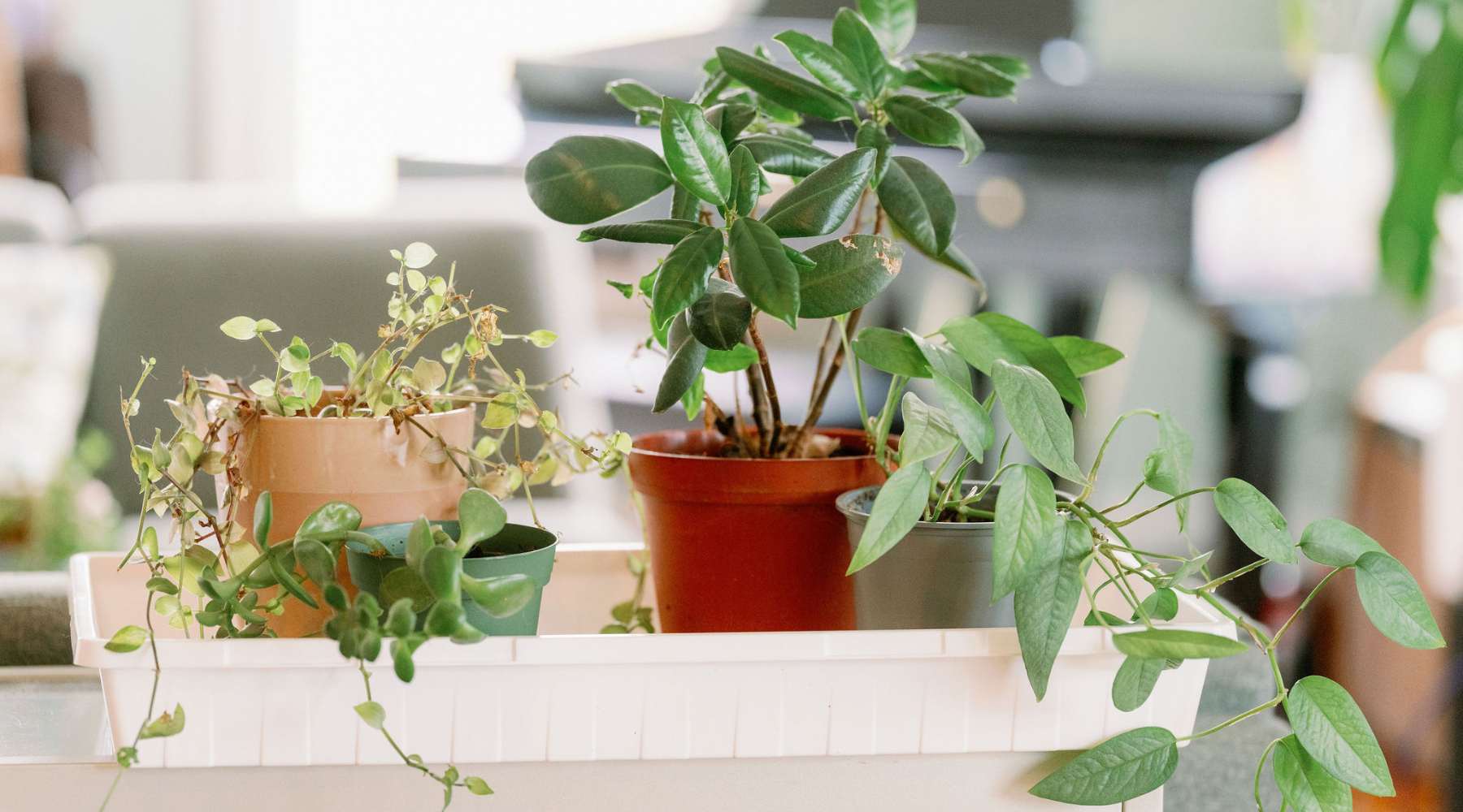 Bottom Water Plants