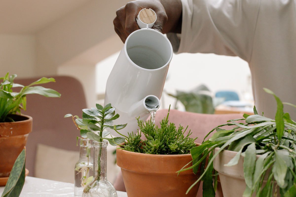 The Benefits of Filtered Water for Your Plants | Aquagear