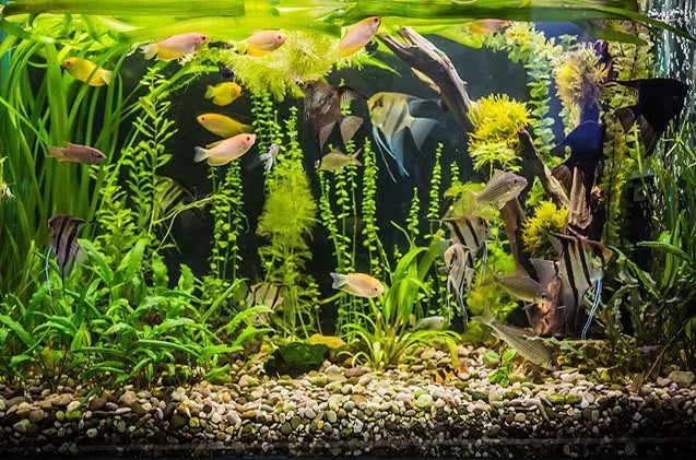 Easy Tips for Improved Aquarium Water Quality - Dorry Pets