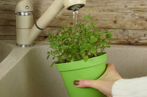 Houseplants to never give tap water - can be detrimental to thier growth | Express.co.uk