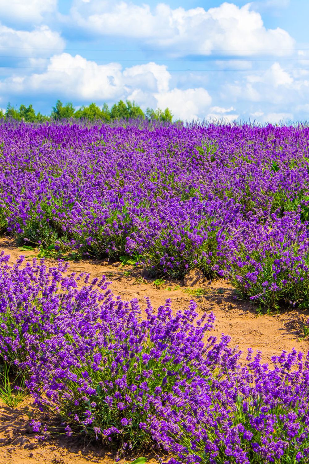 13 Beautiful Plants That Thrive in Sandy Soil