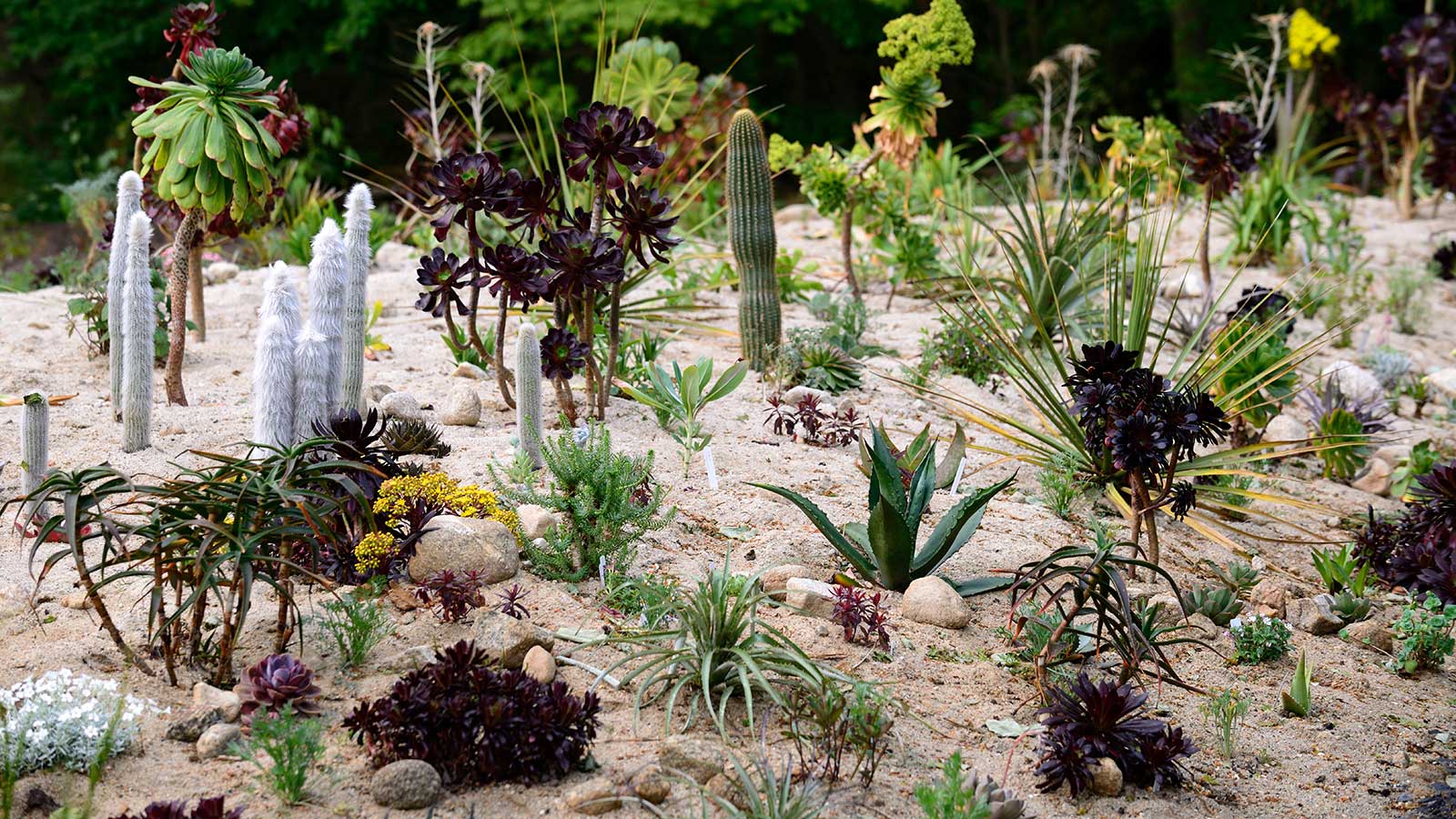 How to grow plants in sand instead of soil: expert advice | Homes and Gardens