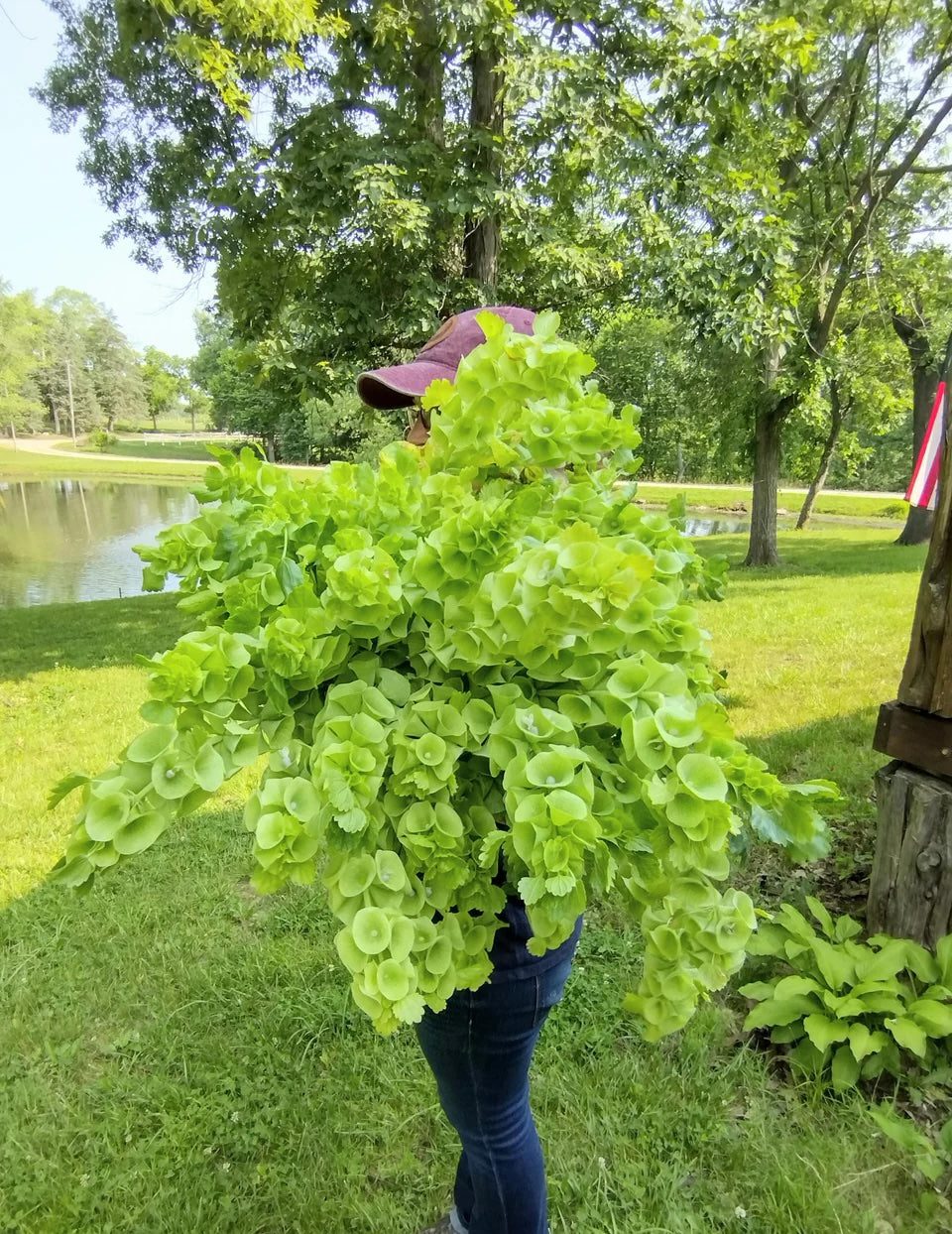 Moluccella laevis (Bells of Ireland) Growing Guide – Farmer Bailey Inc.