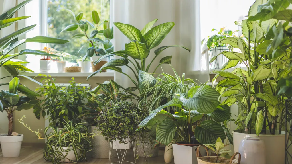 plant heat release explained