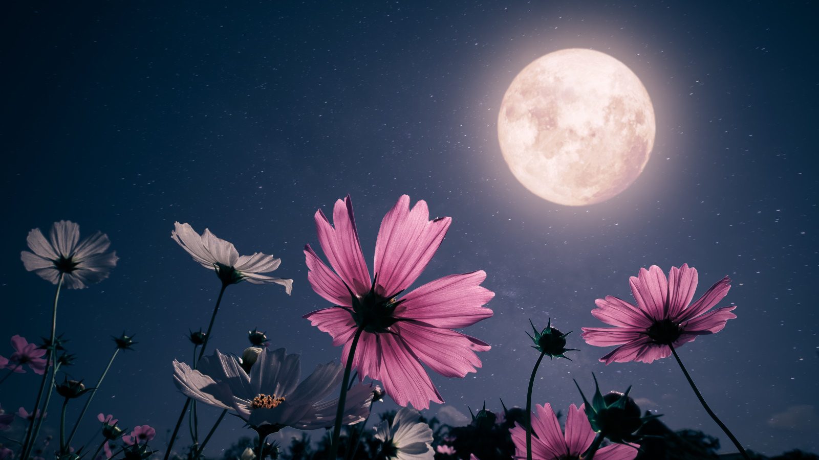 How will the April 8th solar eclipse affect garden…