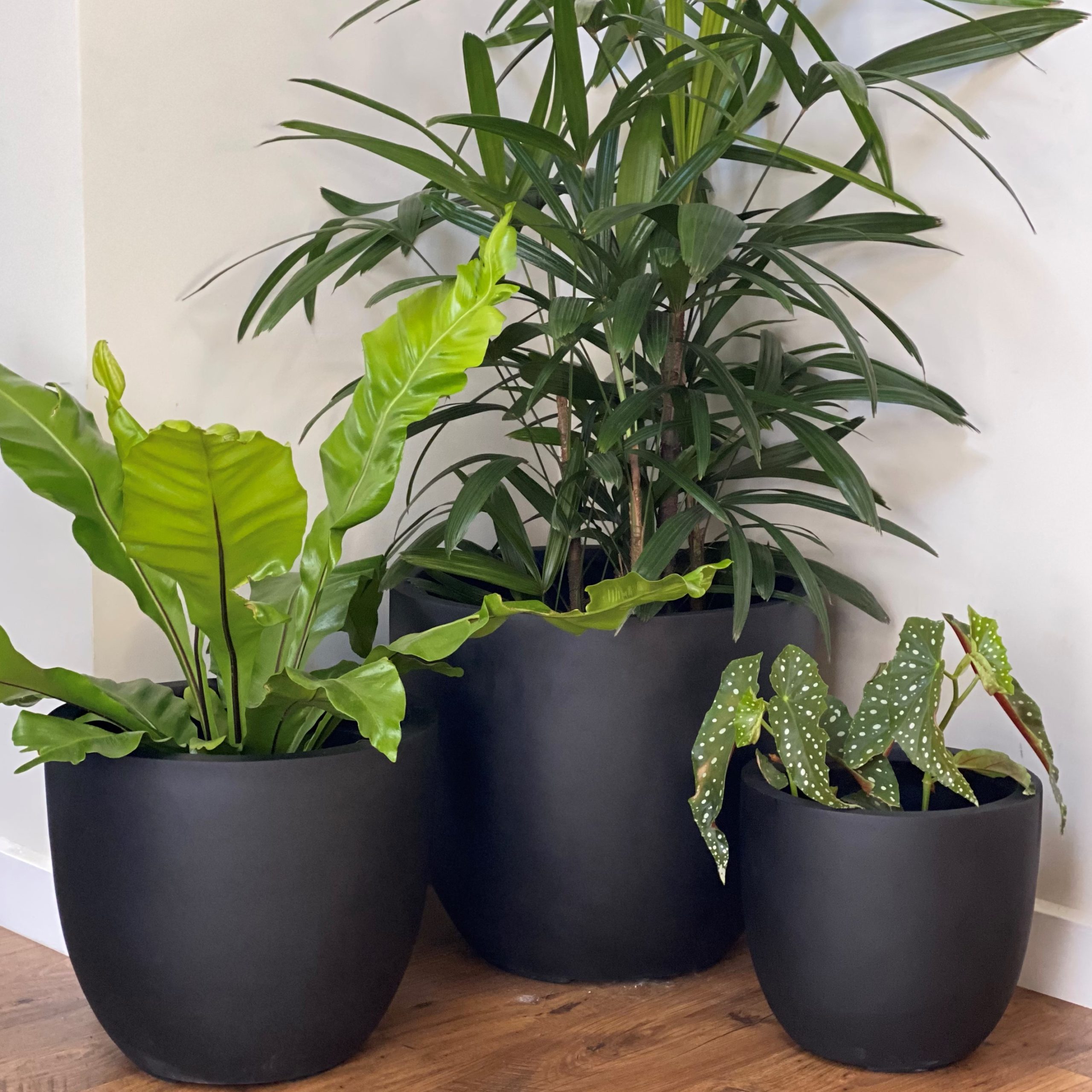 Plants