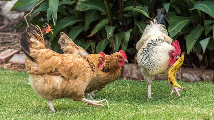 Can Chickens Eat Bananas? | Chewy