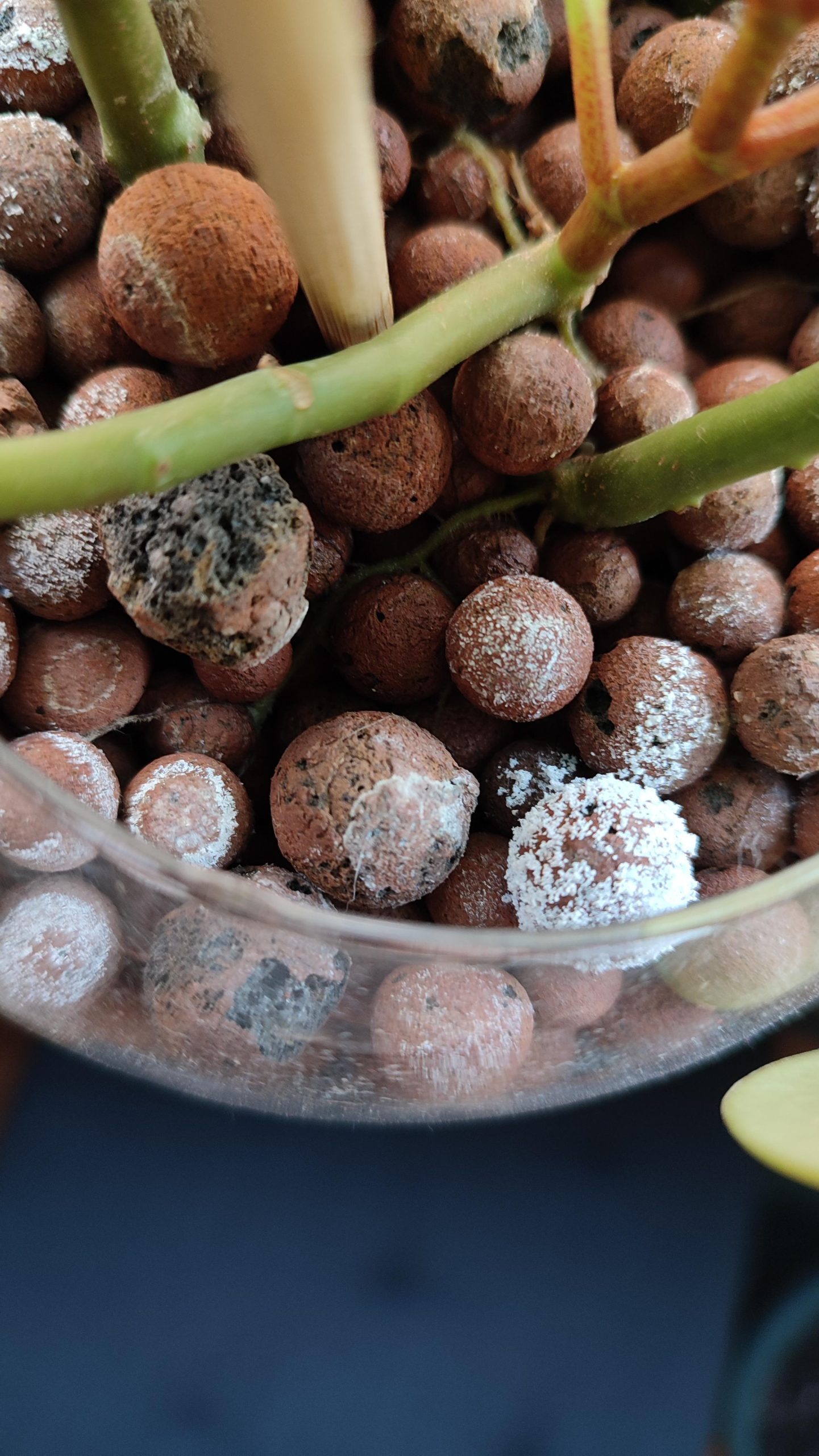 Clay Pebbles (Leca)