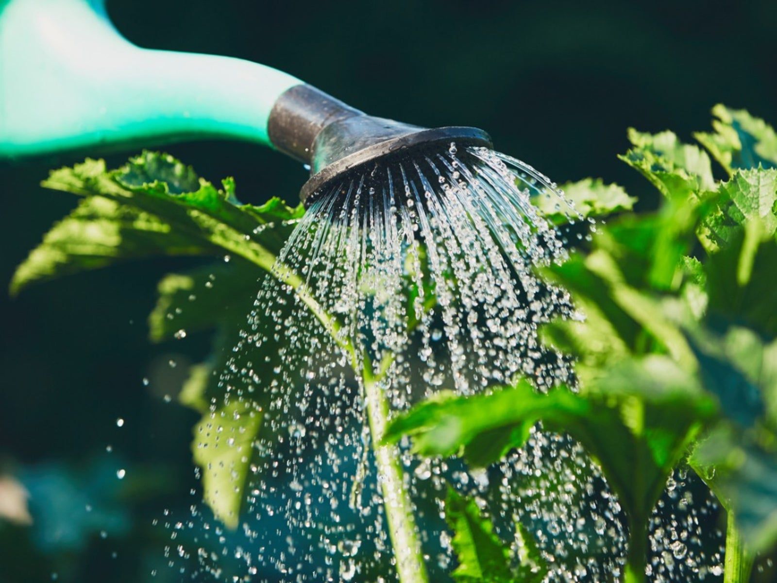 Softened Water In The Garden: Can Softened Water Be Used For Watering? |  Gardening Know How
