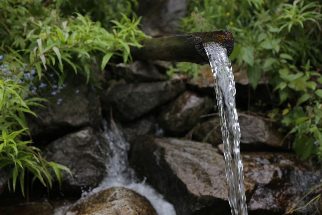 spring water plant care