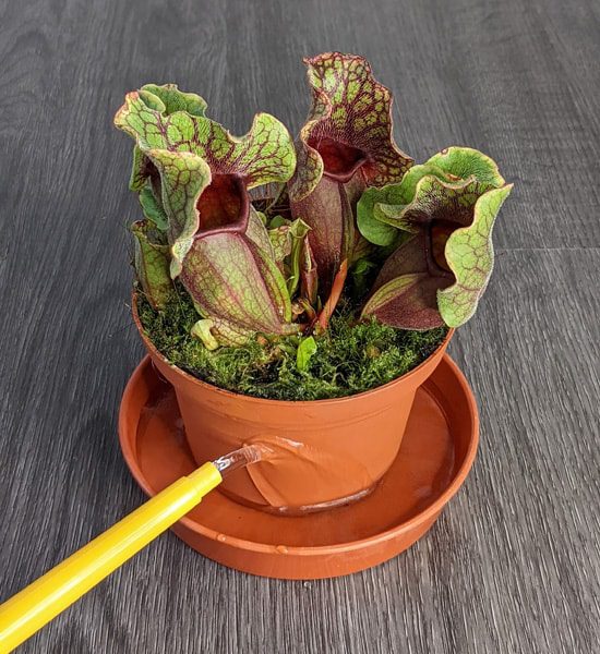 Bottom Watering
