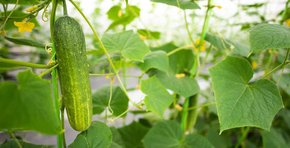 aquaponic system for cucumbers