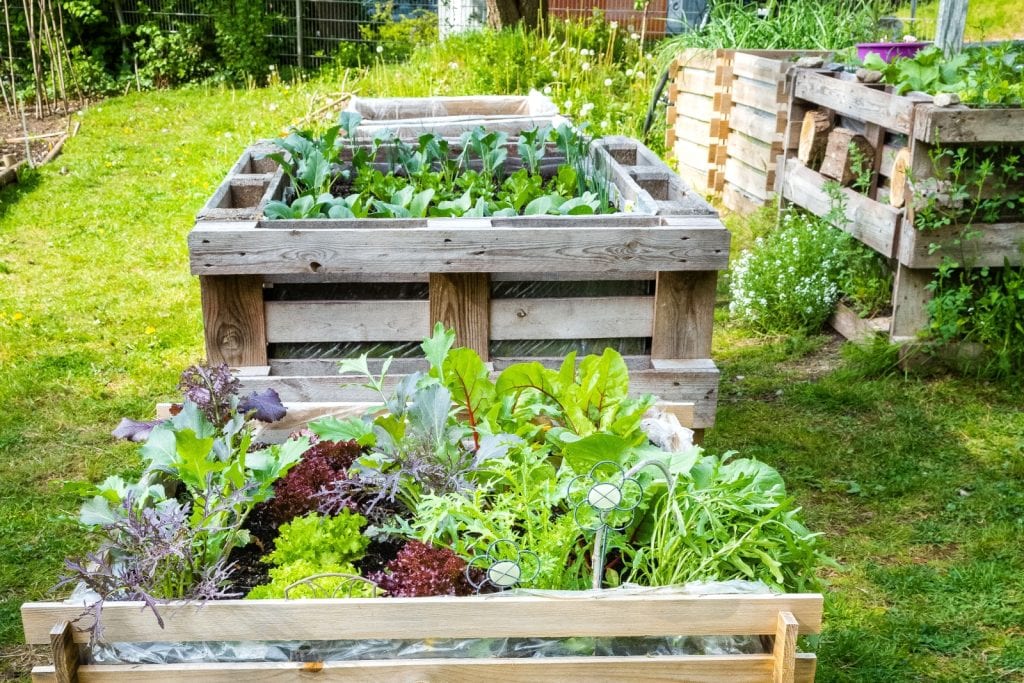 Wooden Pallet Raised Garden Bed - Raised Garden Bed for Yards That Don't Get Full Sun