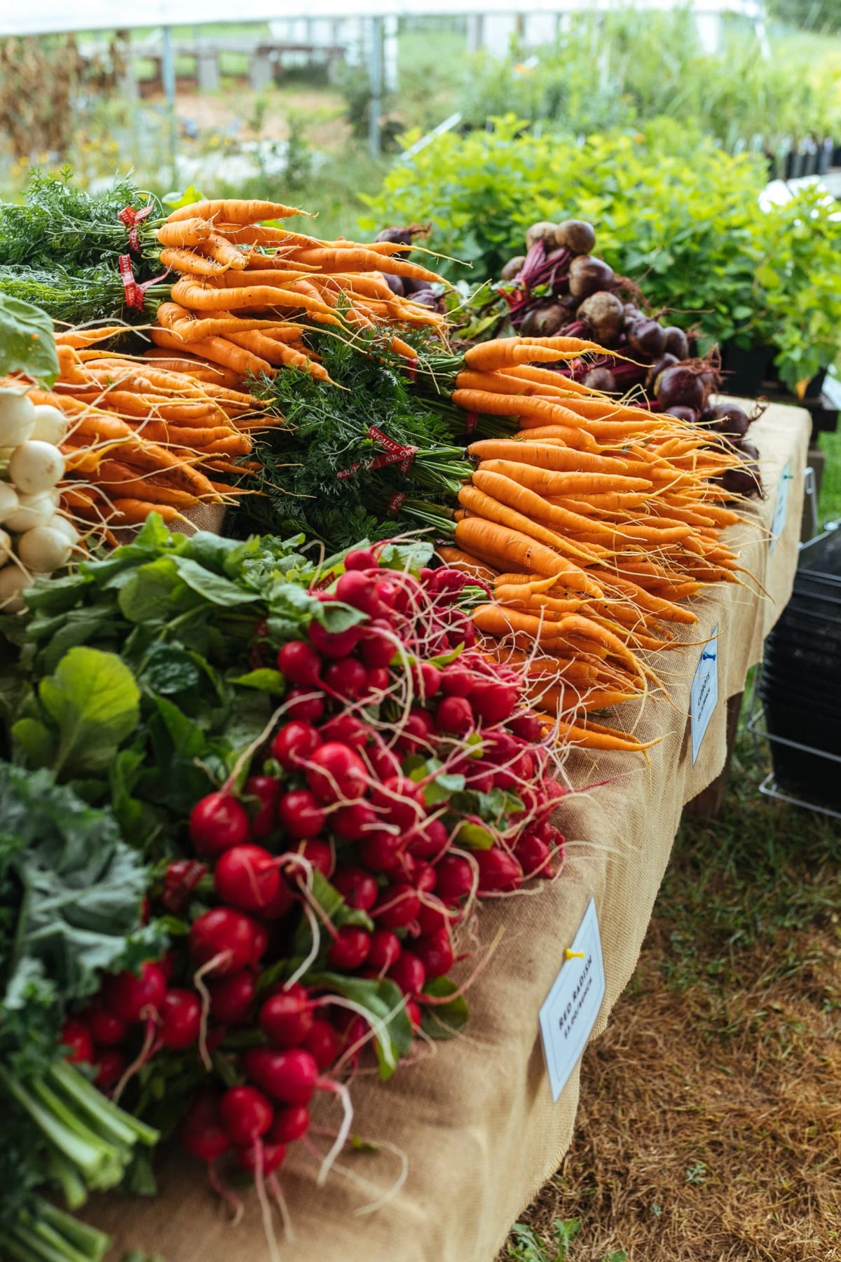Organic Vegetable Farm - Garden-Based Small Businesses Perfect for Retirement Income